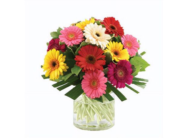 Bright Mixed Gerbera Bunch